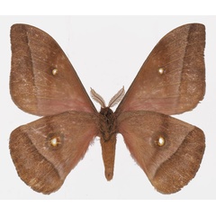 /filer/webapps/moths/media/images/M/murphyi_Gonimbrasia_AM_Basquinb.jpg