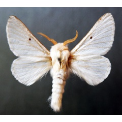 /filer/webapps/moths/media/images/P/pallida_Bombycomorpha_AM_Stroehle.jpg