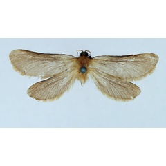 /filer/webapps/moths/media/images/P/ptiloscelis_Gorgopis_AM_TMSA_02.jpg