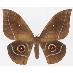/filer/webapps/moths/media/images/E/eblis_Gonimbrasia_AF_Basquina.jpg