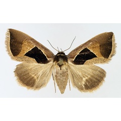 /filer/webapps/moths/media/images/E/embolophora_Fodina_AF_TMSA_02.jpg