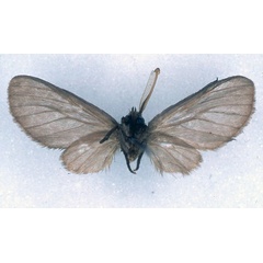 /filer/webapps/moths/media/images/R/rendalli_Apisa_ST_BMNH_02.jpg
