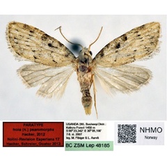 /filer/webapps/moths/media/images/P/psaromorpha_Nola_PT_NHMO.jpg
