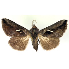 /filer/webapps/moths/media/images/P/pratti_Eutheiaplusia_A_RMCA.jpg
