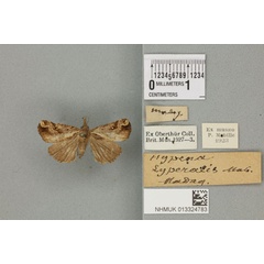 /filer/webapps/moths/media/images/C/contortalis_Hypena_LT_BMNHa.jpg