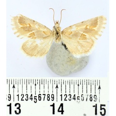 /filer/webapps/moths/media/images/P/picturata_Metopistis_AM_BMNH.jpg
