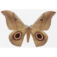 /filer/webapps/moths/media/images/P/phaedusa_Lobobunaea_AM_Basquin_05.jpg