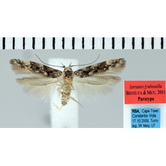 /filer/webapps/moths/media/images/F/fynbosella_Istrianis_PTF_ZMHB.jpg