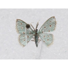 /filer/webapps/moths/media/images/S/stillata_Comostolopsis_A_Goff_01.jpg