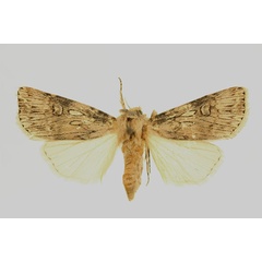 /filer/webapps/moths/media/images/H/herzogi_Agrotis_AF_RMCA.jpg