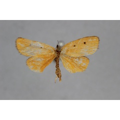 /filer/webapps/moths/media/images/S/somalensis_Ochrota_HT_BMNH.jpg