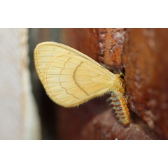 /filer/webapps/moths/media/images/F/flava_Camerunia_A_Voaden.jpg