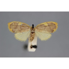 /filer/webapps/moths/media/images/L/luteicincta_Paremonia_A_BMNH.jpg