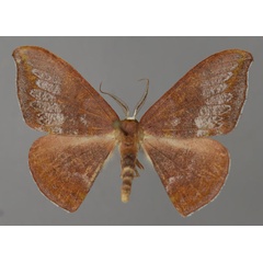 /filer/webapps/moths/media/images/H/humidaria_Hypocoela_A_ZSM_03.jpg