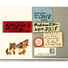 /filer/webapps/moths/media/images/P/philbyi_Armada_AT_BMNH.jpg
