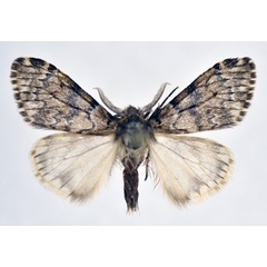/filer/webapps/moths/media/images/I/inconspicua_Rhypopteryx_AM_NHMO.jpg