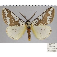 /filer/webapps/moths/media/images/C/commaculata_Rhodophthitus_AM_ZSMa.jpg