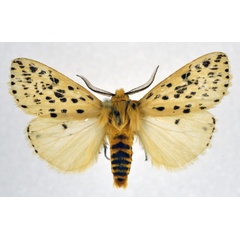 /filer/webapps/moths/media/images/S/scioana_Eyralpenus_AM_NHMO.jpg
