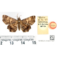 /filer/webapps/moths/media/images/B/bettoni_Zethes_STF_BMNH.jpg