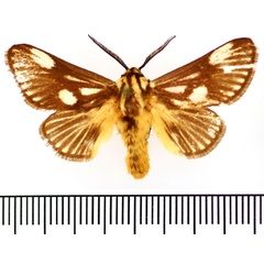 /filer/webapps/moths/media/images/R/radiata_Cosuma_AM_BMNH.jpg