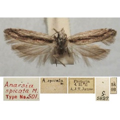 /filer/webapps/moths/media/images/S/spicata_Anarsia_HT_TMSA.jpg