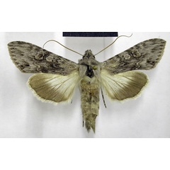 /filer/webapps/moths/media/images/T/terensis_Cucullia_AM_TMSA_02.jpg