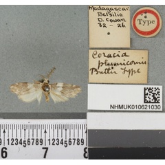 /filer/webapps/moths/media/images/P/plumicornis_Coracia_HT_BMNHa.jpg