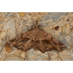 /filer/webapps/moths/media/images/T/truncataria_Aventiola_A_Heyns.jpg