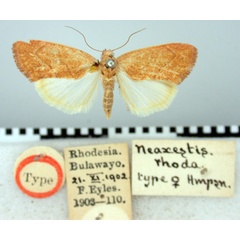 /filer/webapps/moths/media/images/R/rhoda_Neaxestis_HT_BMNH.jpg