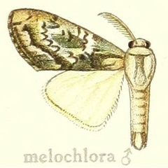 /filer/webapps/moths/media/images/M/melochlora_Dasychira_STM_Hering_24f.jpg