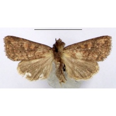 /filer/webapps/moths/media/images/R/rubella_Melionica_AM_BMNH.jpg