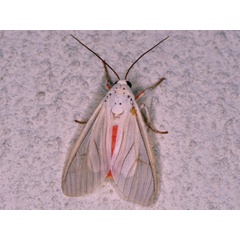 /filer/webapps/moths/media/images/L/lupia_Amerila_A_Roland.jpg