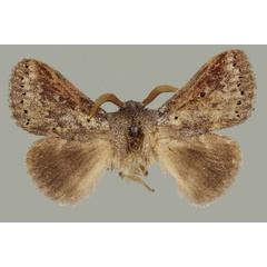 /filer/webapps/moths/media/images/T/tangani_Haplotache_HT_BMNH.jpg