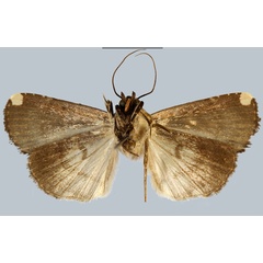 /filer/webapps/moths/media/images/R/robinsoni_Callyna_HT_MNHNb.jpg