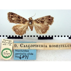/filer/webapps/moths/media/images/R/roseitelum_Erastria_HT_BMNH.jpg