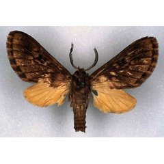 /filer/webapps/moths/media/images/O/overlaeti_Hippurarctia_HT_RMCA_01.jpg