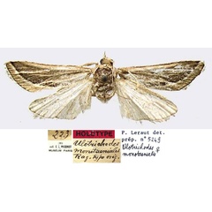 /filer/webapps/moths/media/images/M/monotaenialis_Ulotrichodes_HT_MNHN.jpg