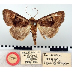 /filer/webapps/moths/media/images/A/azyga_Euplexia_HT_BMNH.jpg