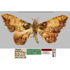 /filer/webapps/moths/media/images/I/ignetincta_Cerynea_HT_MNHN.jpg