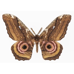 /filer/webapps/moths/media/images/A/albescens_Gynanisa_AM_Basquina.jpg