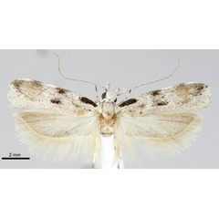 /filer/webapps/moths/media/images/N/nigribasis_Tricerophora_AM_ZMHB.jpg