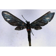 /filer/webapps/moths/media/images/R/rubrosignata_Pseudmelisa_PT_BMNH_01.jpg