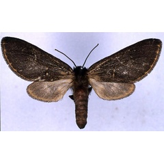 /filer/webapps/moths/media/images/V/virgata_Metarctia_NAT_BMNH_01.jpg