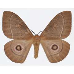 /filer/webapps/moths/media/images/P/pagei_Bunaeopsis_AF_Basquina.jpg