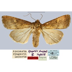 /filer/webapps/moths/media/images/R/rougeoti_Apospasta_AT_MNHN.jpg