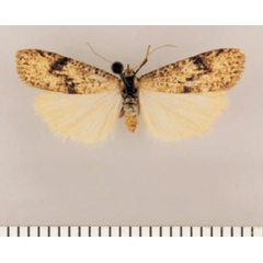 /filer/webapps/moths/media/images/A/angulata_Pasteosia_PTF_TMSA.jpg
