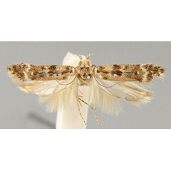 /filer/webapps/moths/media/images/S/selectoides_Scrobipalpa_PTF_BMNH.jpg