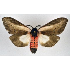 /filer/webapps/moths/media/images/S/serena_Galona_AF_NHMO.jpg
