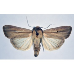 /filer/webapps/moths/media/images/P/prominens_Mythimna_AM_NHMO_02.jpg