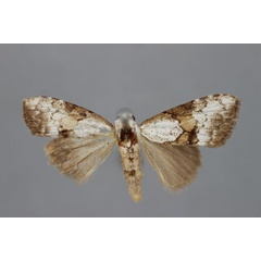 /filer/webapps/moths/media/images/M/mesotherma_Meganola_HT_BMNH.jpg